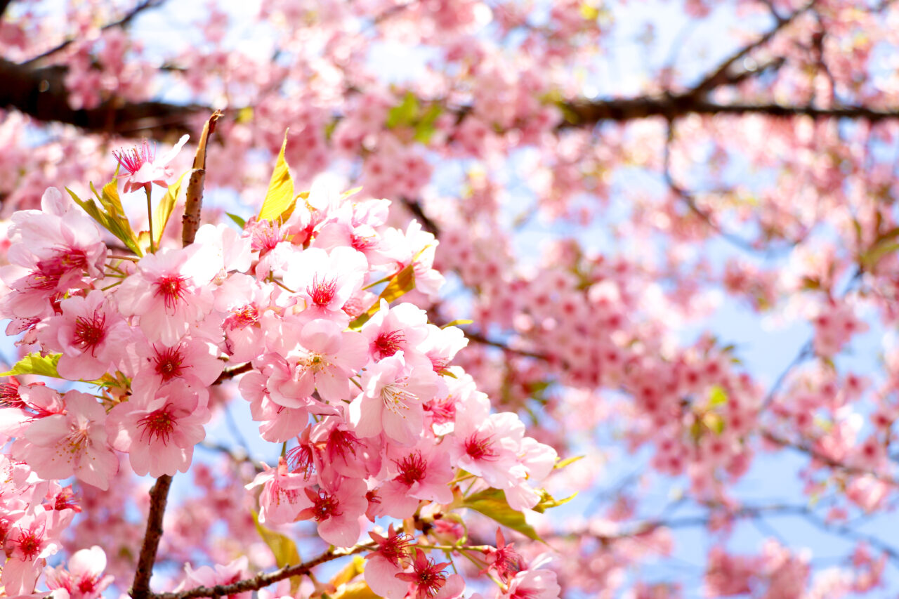 sakura